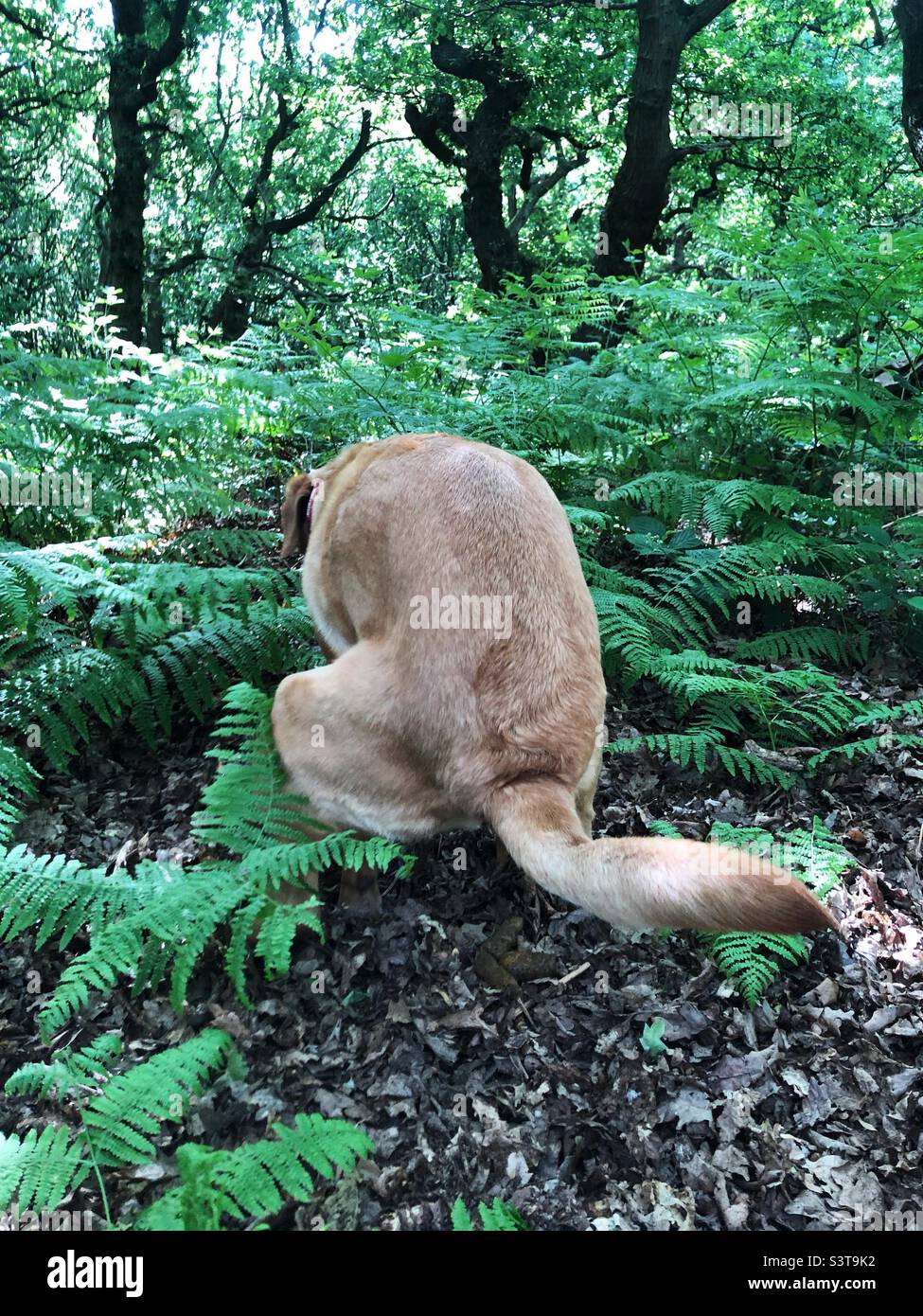 Rear view of a dog doing a poo in the woods Stock Photo