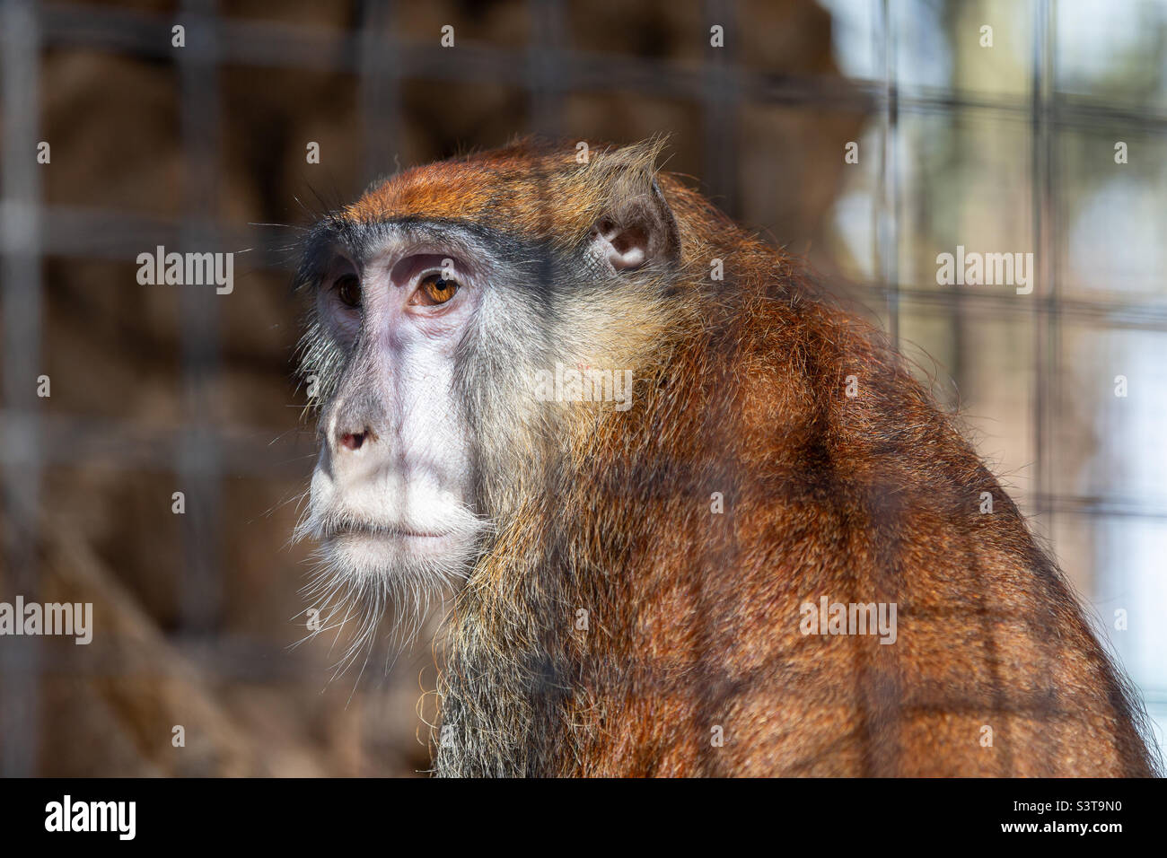 Sad looking monkey portrait in the zoo in the cage Stock Photo