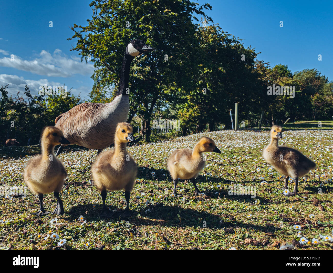 Family of Canada geese - Smartphone Captured Stock Image