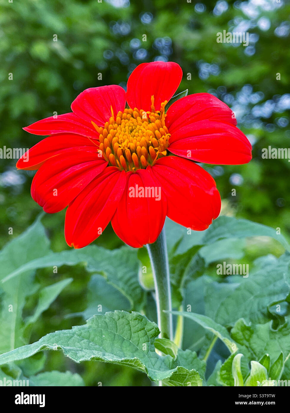 Bright and cheerful Mexican sunflower growing in a wildflower garden