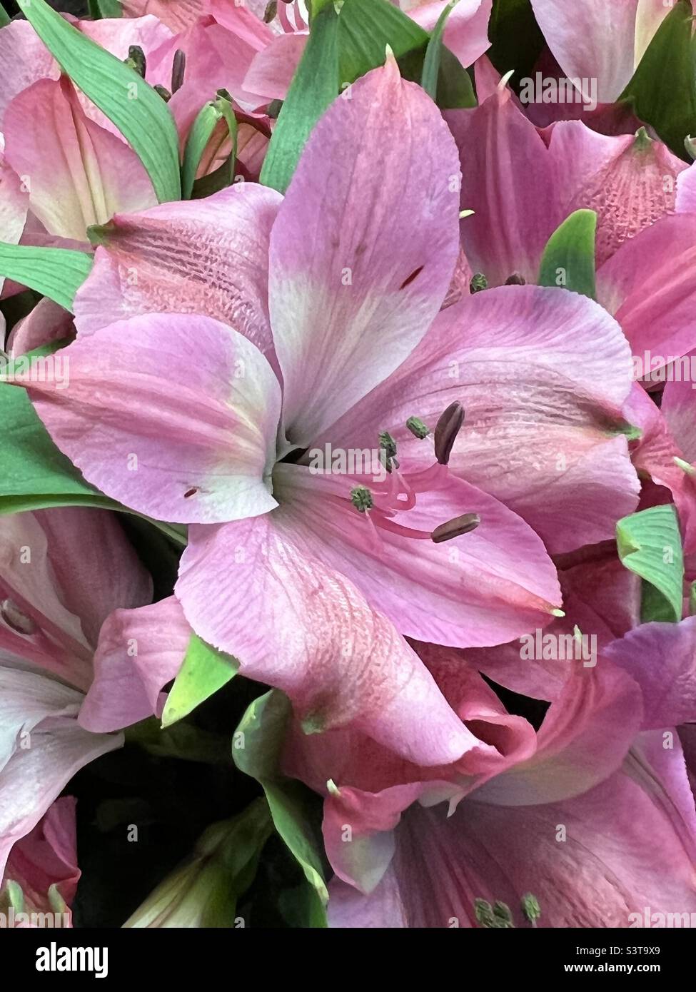 Pink day lilies Stock Photo