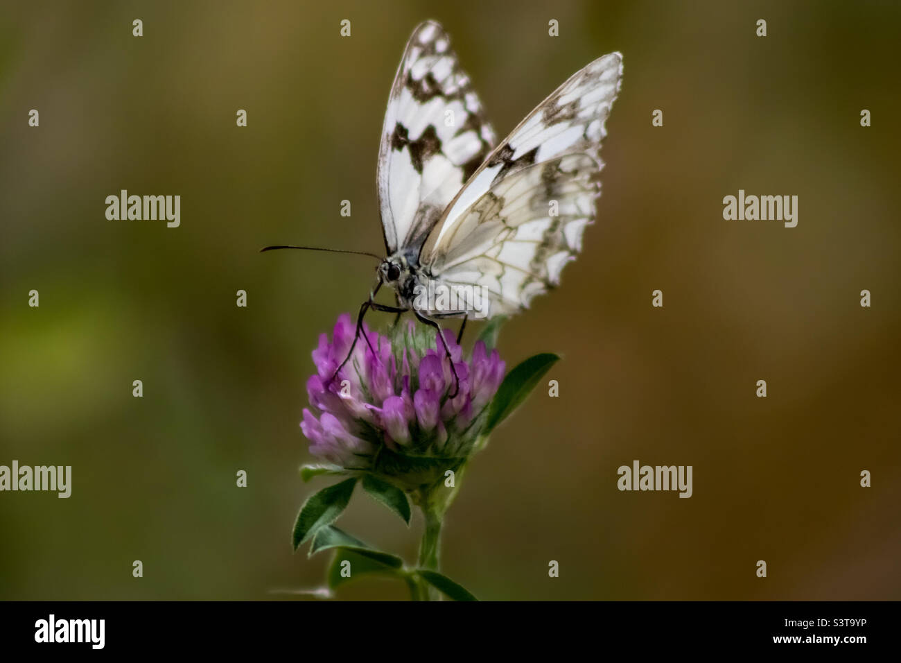 A white marbled butterfly on top of a pink purple clover with a blurred background - Smartphone Captured Stock Image