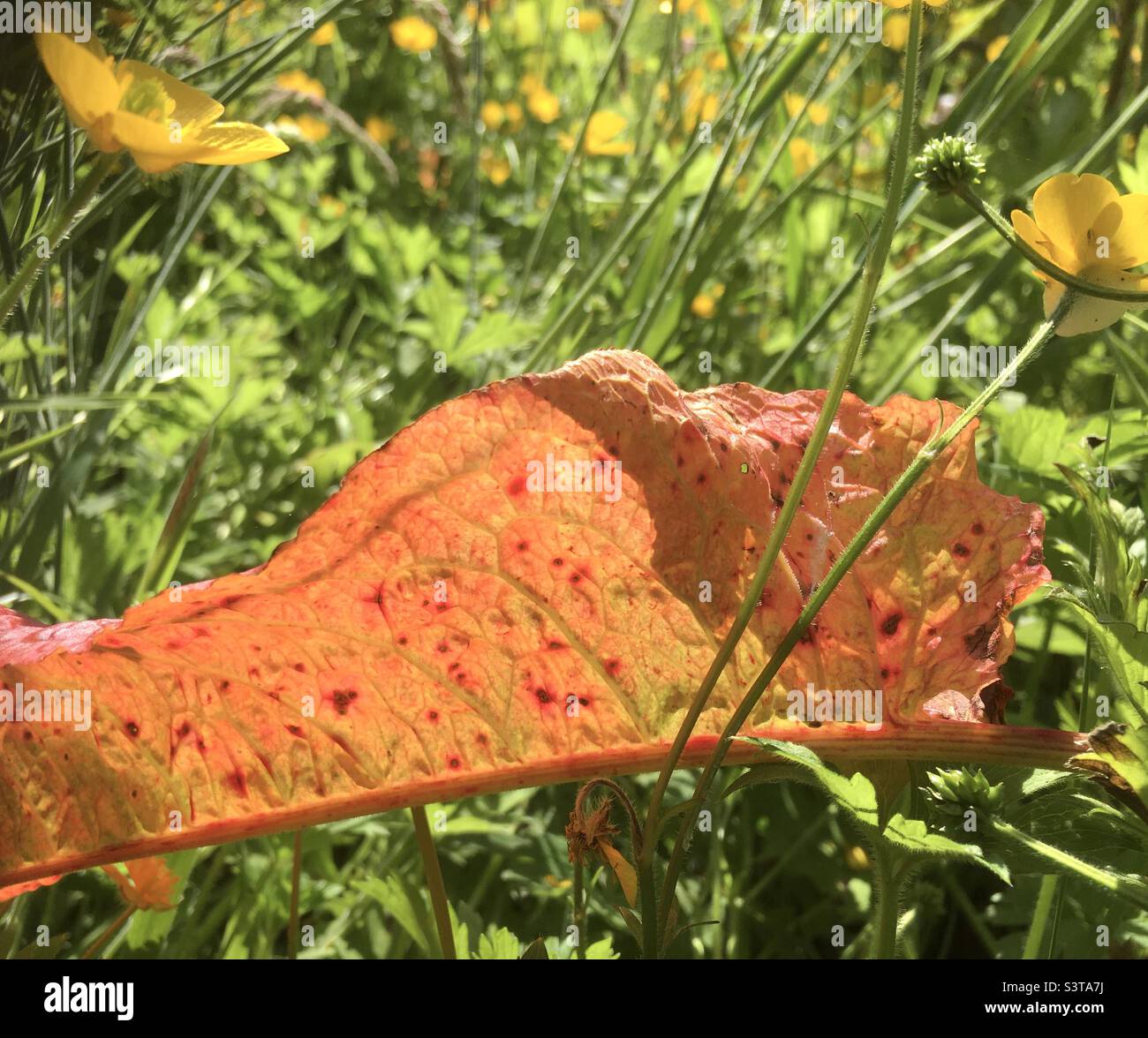 Meadow, field, colour, orange, green, yellow, red, nature - Smartphone Captured Stock Image