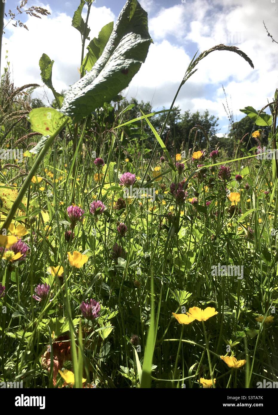 Meadow, field, colour, orange, green, yellow, red, nature , leaf , buttercup - Smartphone Captured Stock Image