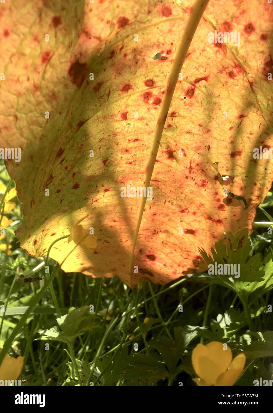Meadow, field, colour, orange, green, yellow, red, nature , leaf , buttercup - Smartphone Captured Stock Image