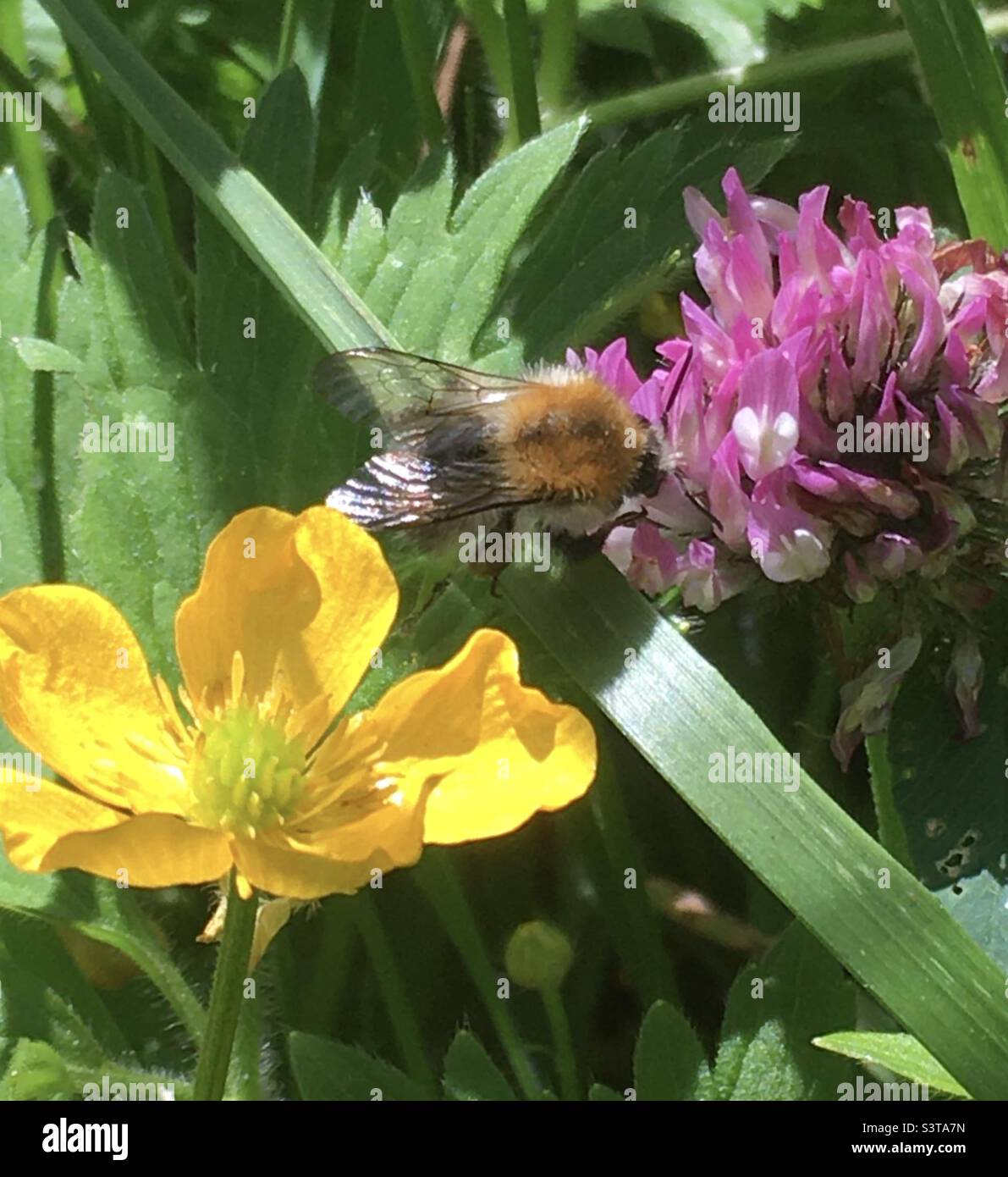 Meadow, field, colour, yellow, green, purple, nature , leaf , buttercup , bee, green - Smartphone Captured Stock Image