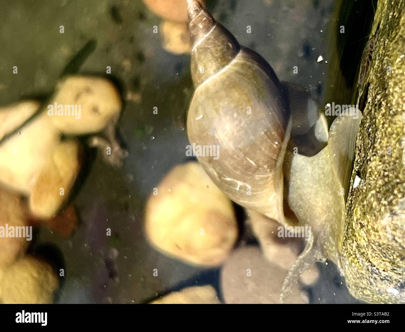 Large water snail snacking in a wildlife pond Stock Photo Alamy