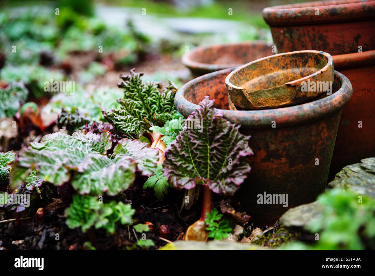 An allotment with a rhubarb patch giving young forced shoots or stems of fruit alongside well worn and weathered terracotta clay plant pots and copy space Stock Photo