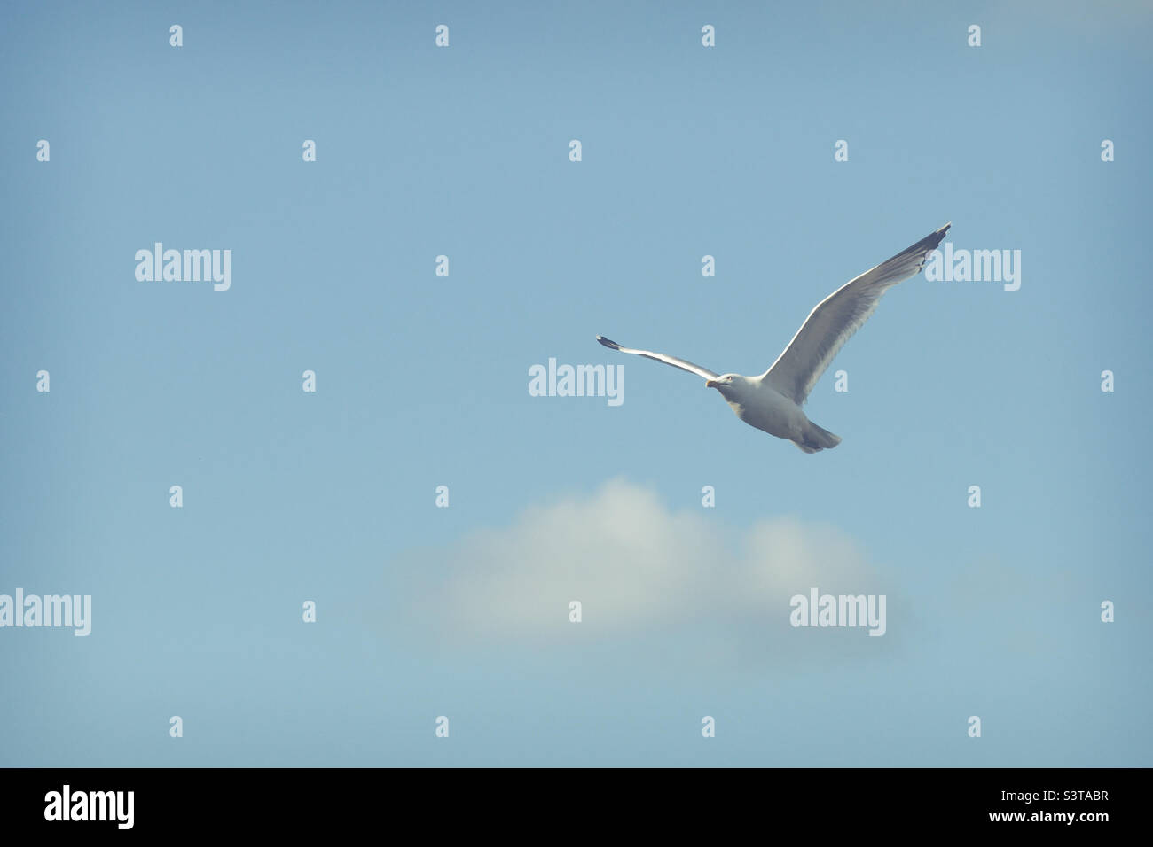 Seabird or gull soaring high with large wingspan and light and airy blue sky with copy space Stock Photo
