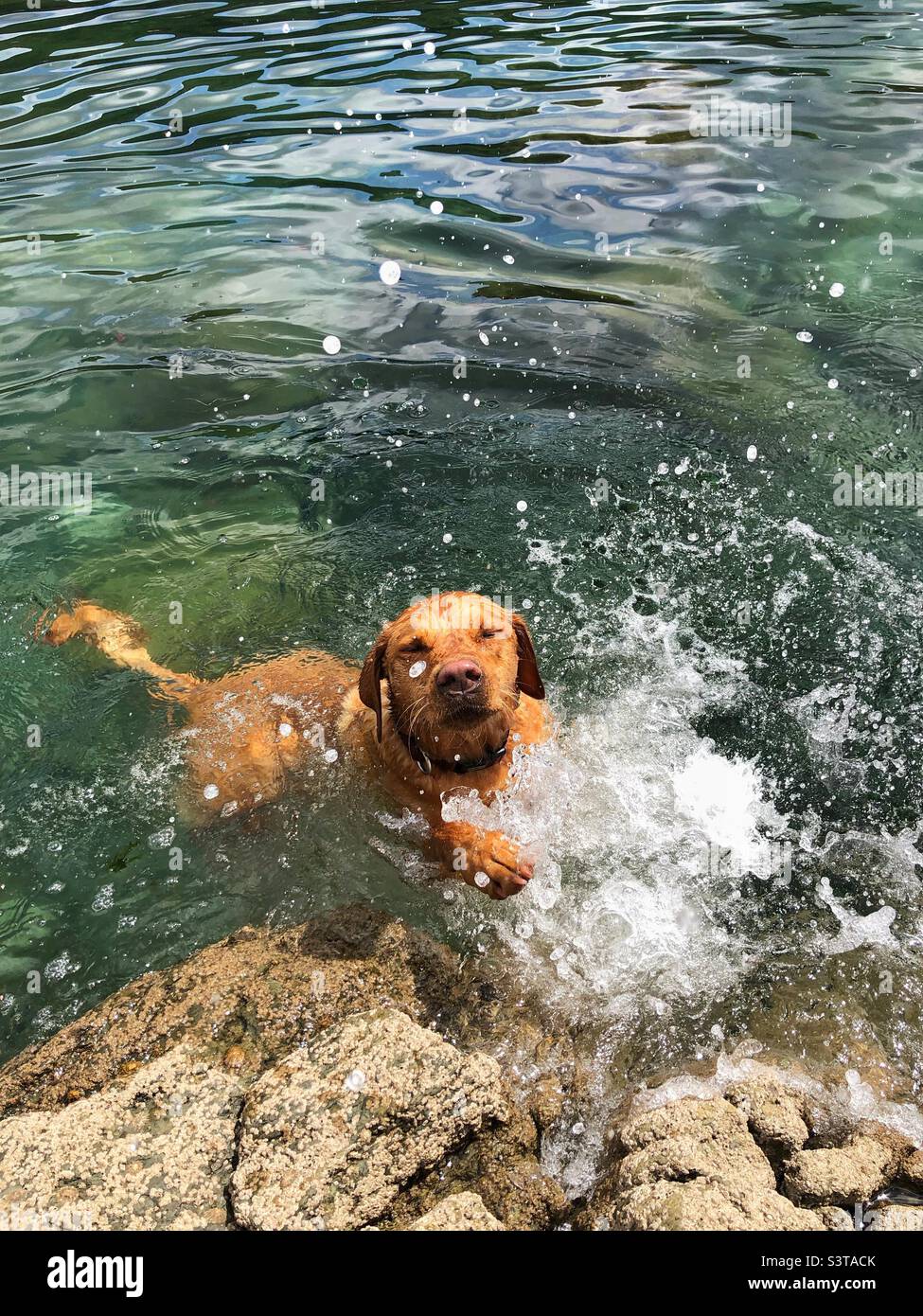 Pet Labrador retriever dog splashing and swimming in water Stock Photo