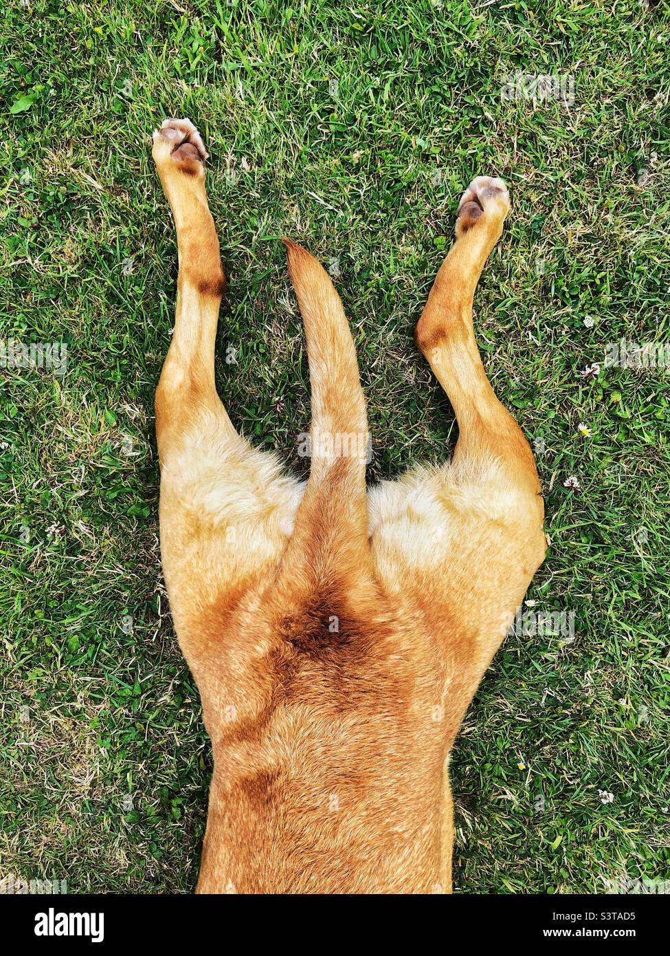 Funny pet image of the hind quarters of a Labrador retriever dog with legs outstretched on grass and tail between legs in the sploot position from above Stock Photo