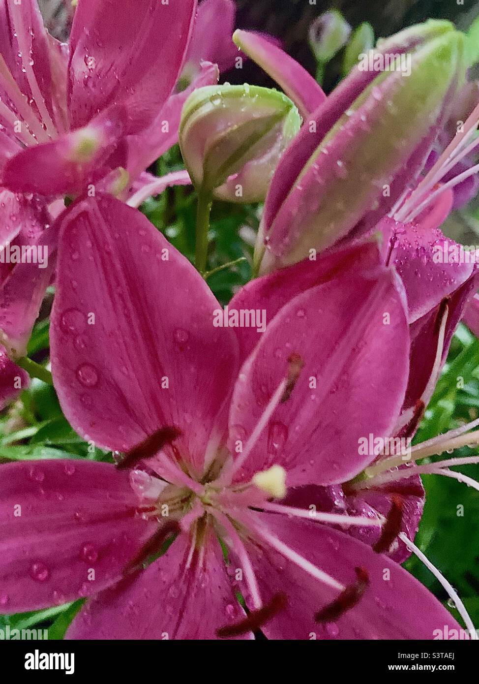 Pink Lily’s - Smartphone Captured Stock Image