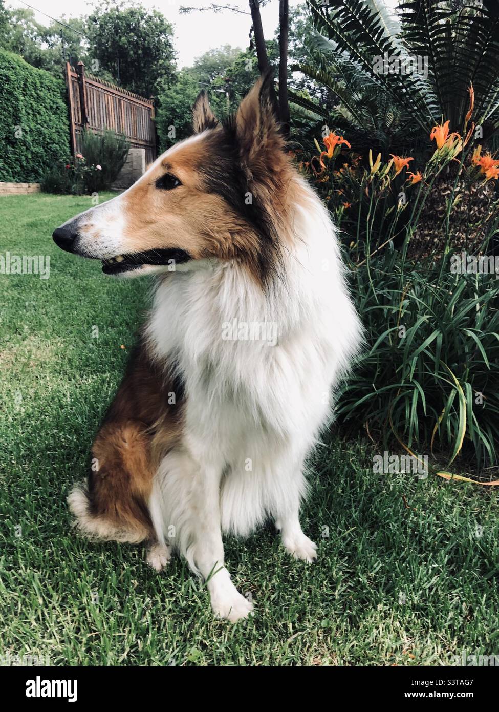 Alert in the garden. Belle our 10 year old rough collie. Still beautiful and amazing Stock Photo