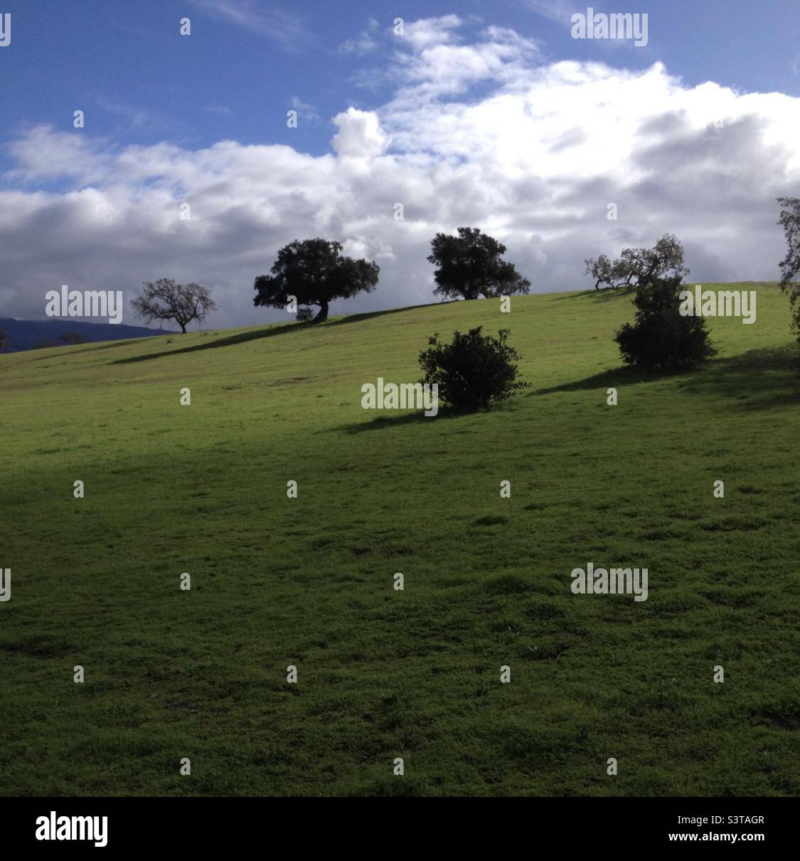 Field of Green Stock Photo Alamy