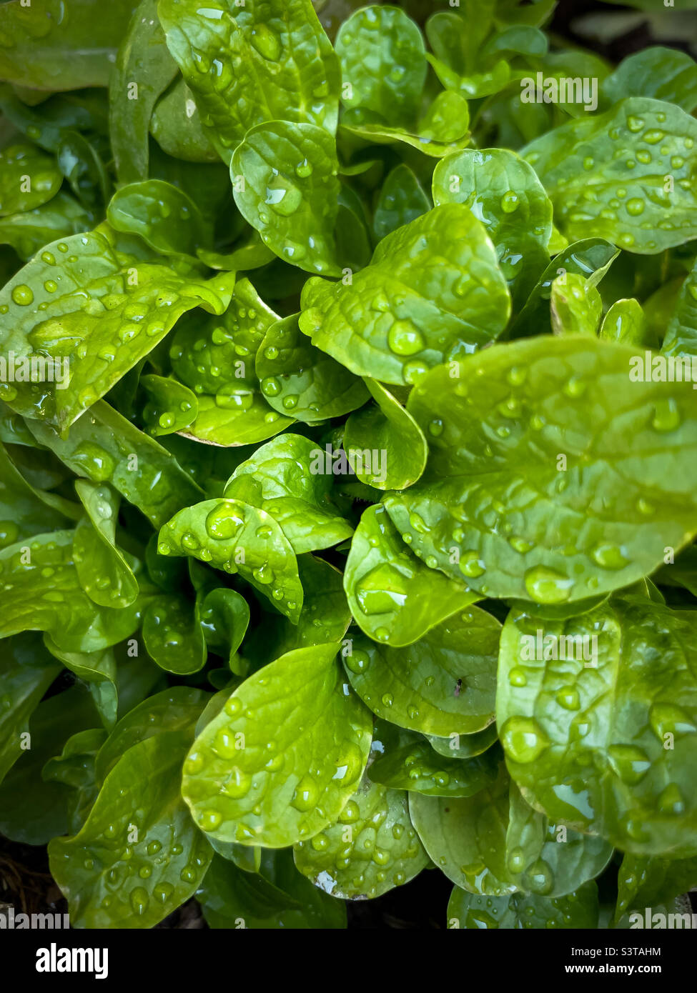 Salat, Food, Regen, water Stock Photo