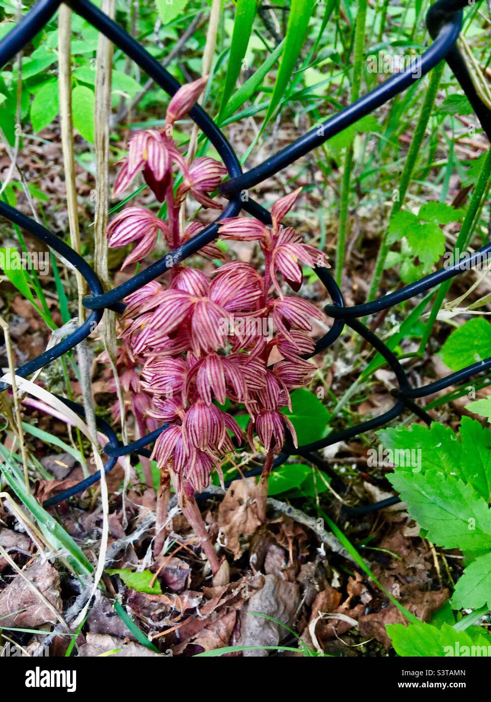 Orchid, (Corallorhiza striata), striped coralroot ,or hooded coralroot, Wildflower, Chain link fence Stock Photo