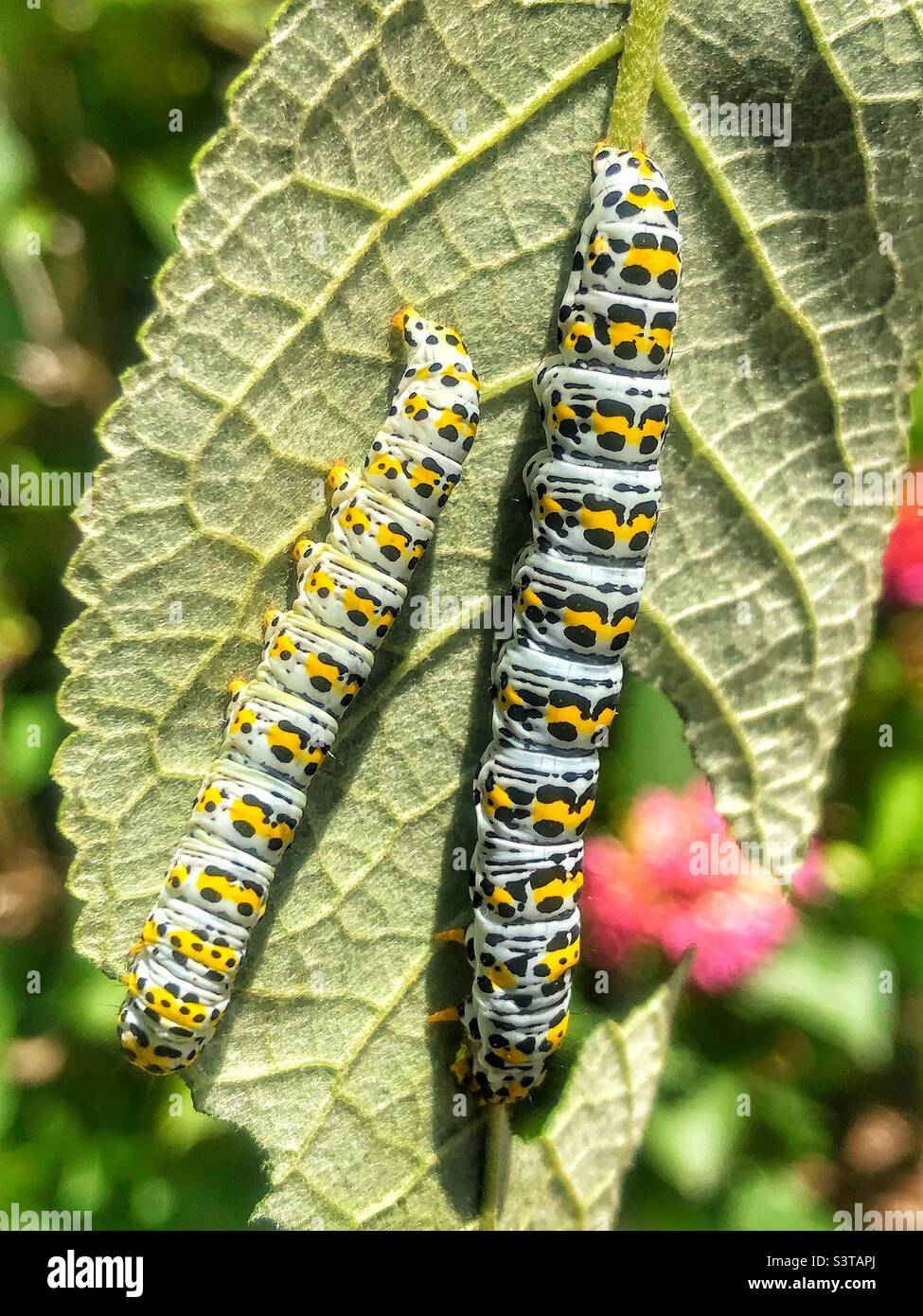 Mullein moth caterpillars (Cucullia verbasci) feeding on buddleia Stock Photo