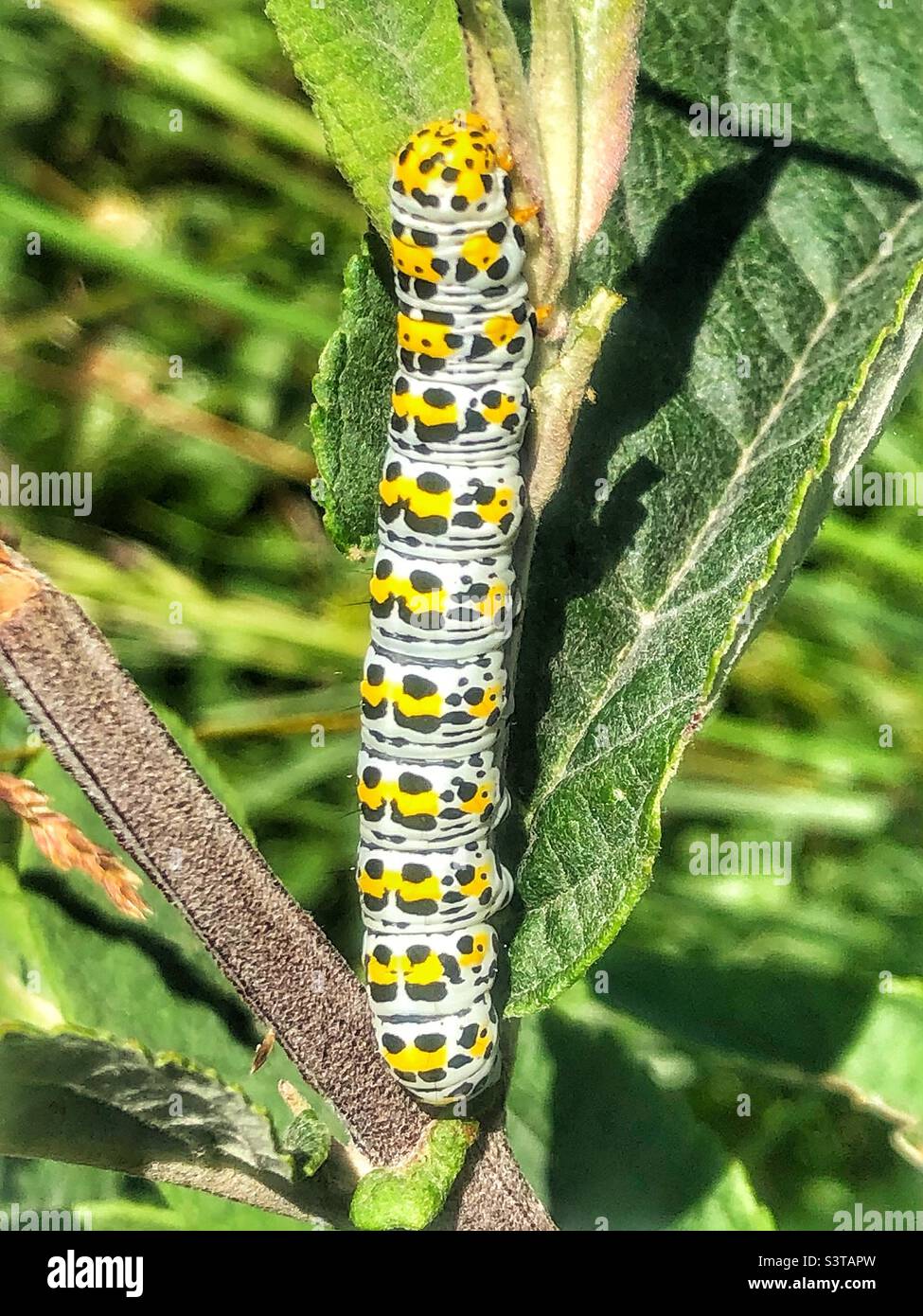 Mullein moth caterpillar (Cucullia verbasci) Stock Photo