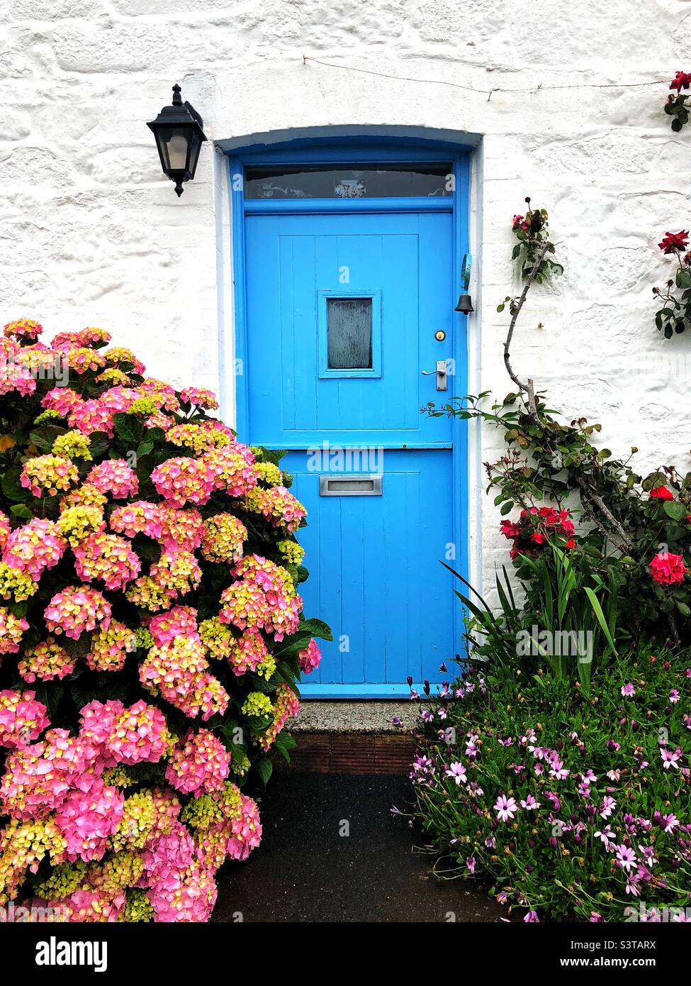 A half barn door painted sky blue in a whitewashed stone countryside cottage with pink hydrangea flowers and path Stock Photo
