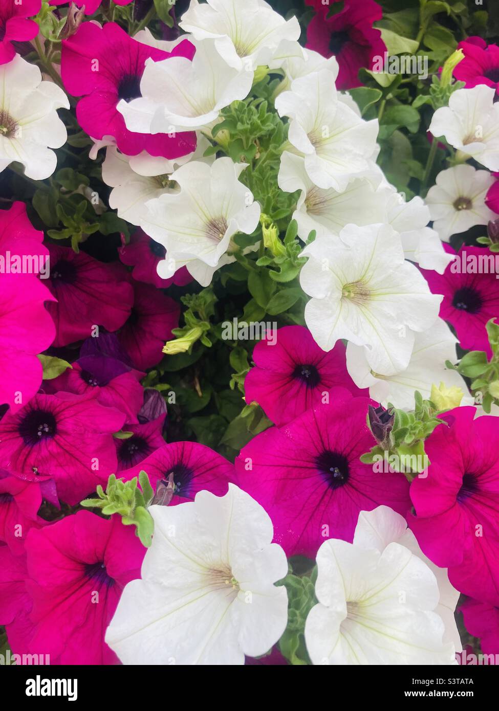 Blumen Stock Photo