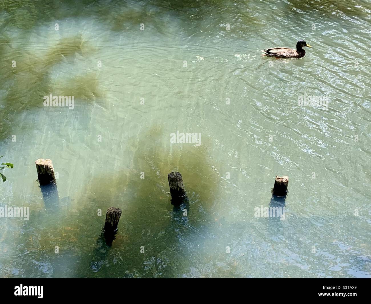 Duck and wooden stumps in the water of a pond - Smartphone Captured Stock Image