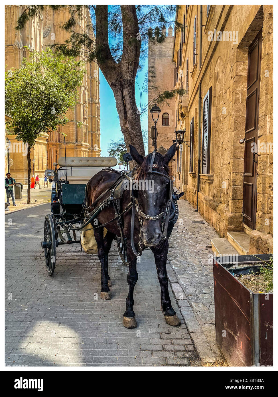 Palma old town horse, Mallorca Stock Photo Alamy
