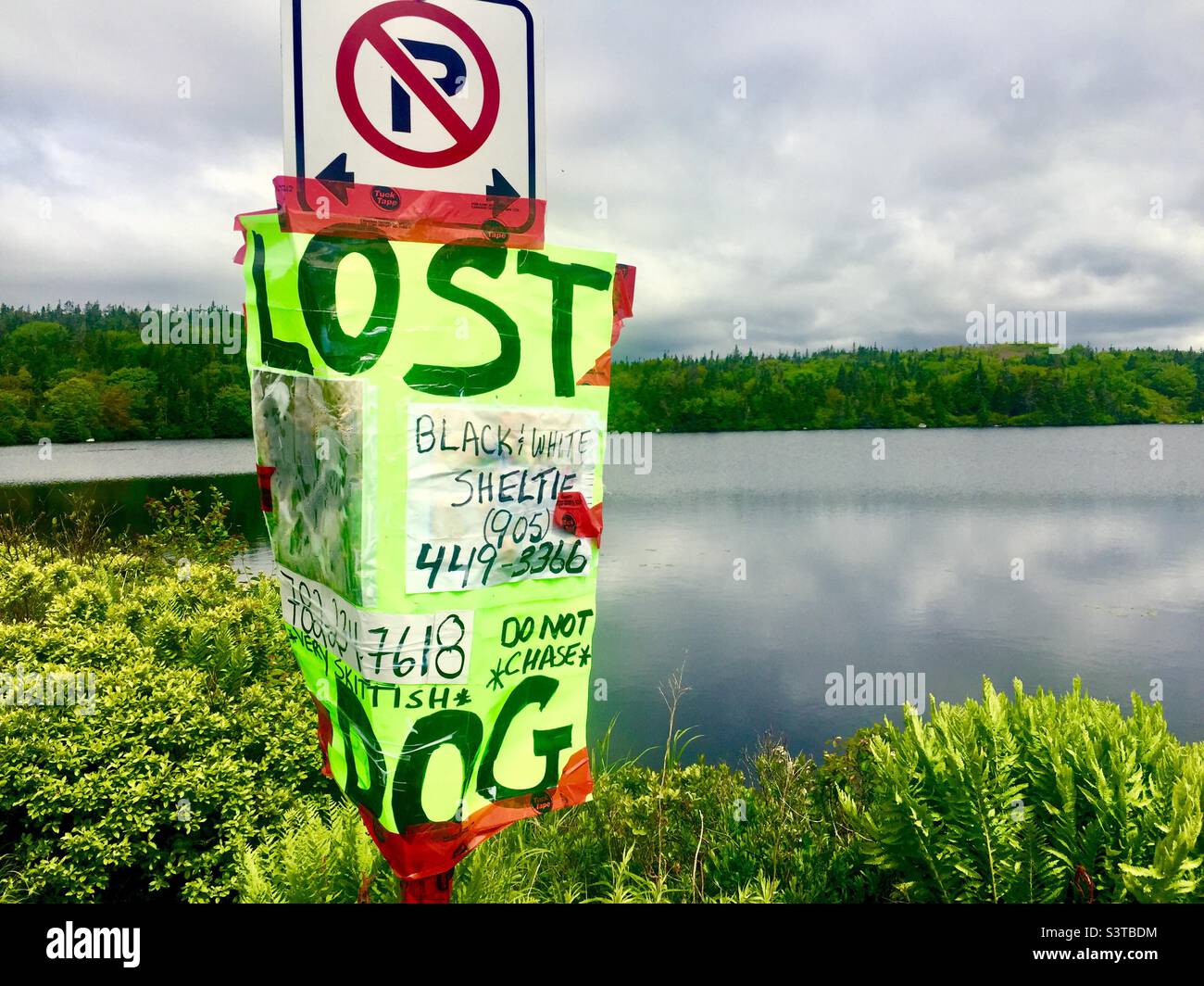 Home-made Lost Dog Sign, with instructions and pictures. Do not chase. Near a lake. Taped to a No Parking post. Nova Scotia, Canada. - Smartphone Captured Stock Image
