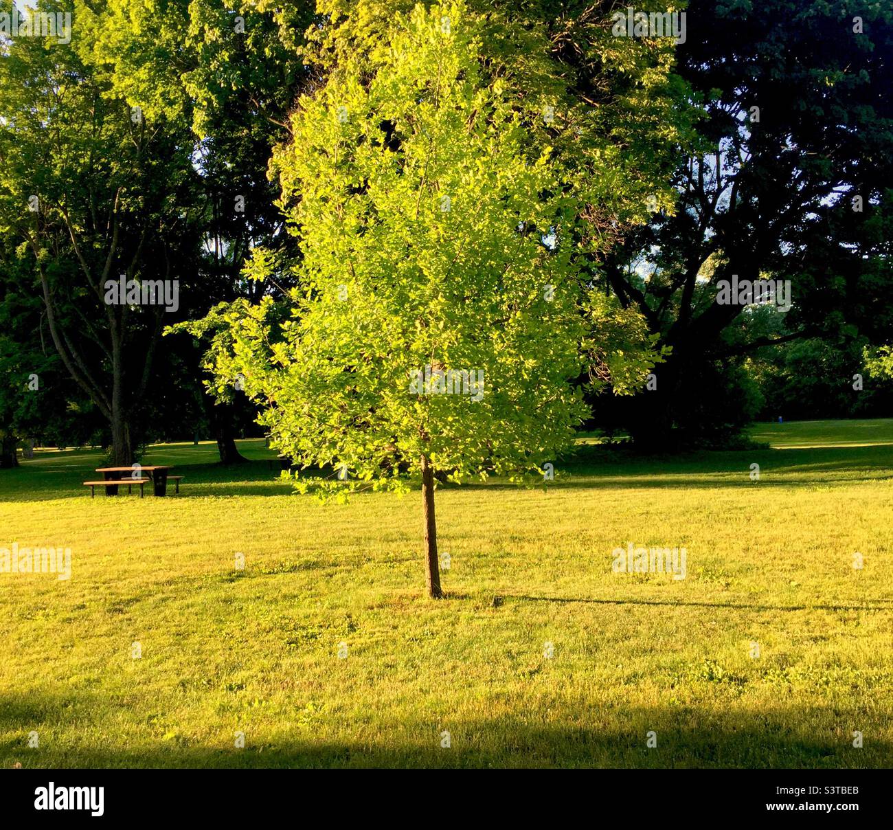 One stands out. A young tree, side-lit by early morning light, against the backdrop of mature hardwood trees in a big, urban park, Ontario, Canada. Green, lush surroundings. - Smartphone Captured Stock Image