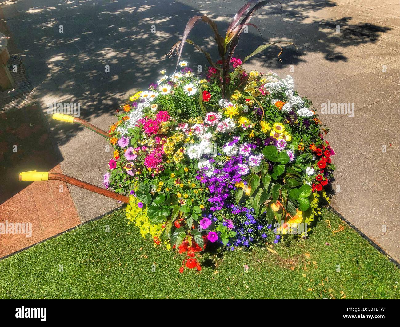 Colourful flowers growing in a wheelbarrow - Smartphone Captured Stock Image
