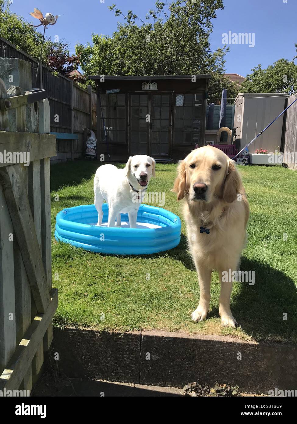 Dog in a paddling pool Stock Photo Alamy
