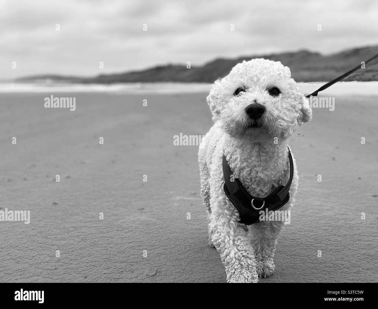 Dog on a leash walking on the beach Stock Photo Alamy