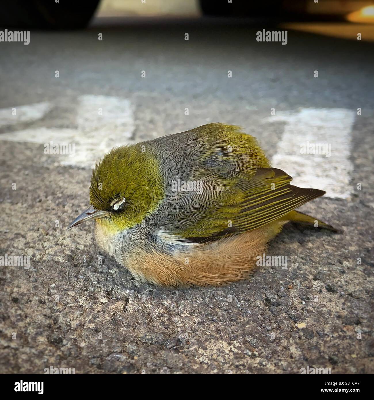 Silvereye/Wax-eye (Zosterops lateralis) [sick bird] - Smartphone Captured Stock Image
