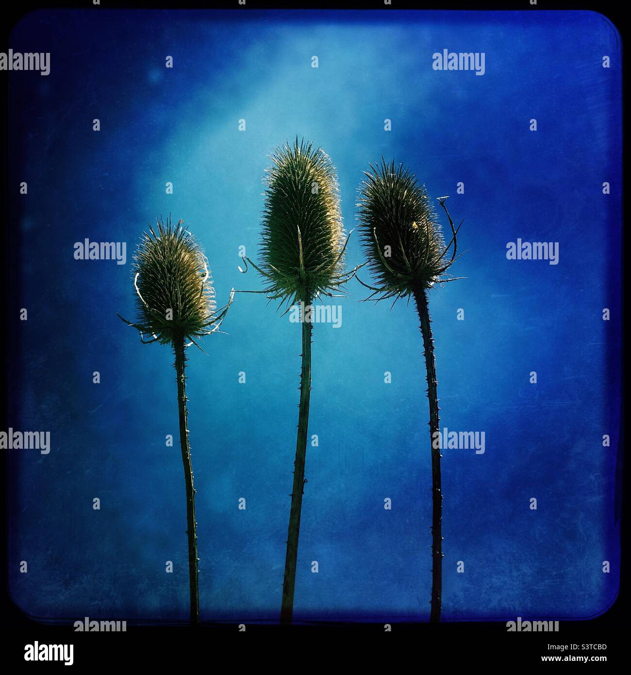 Dried St. John’s worth plant - Smartphone Captured Stock Image