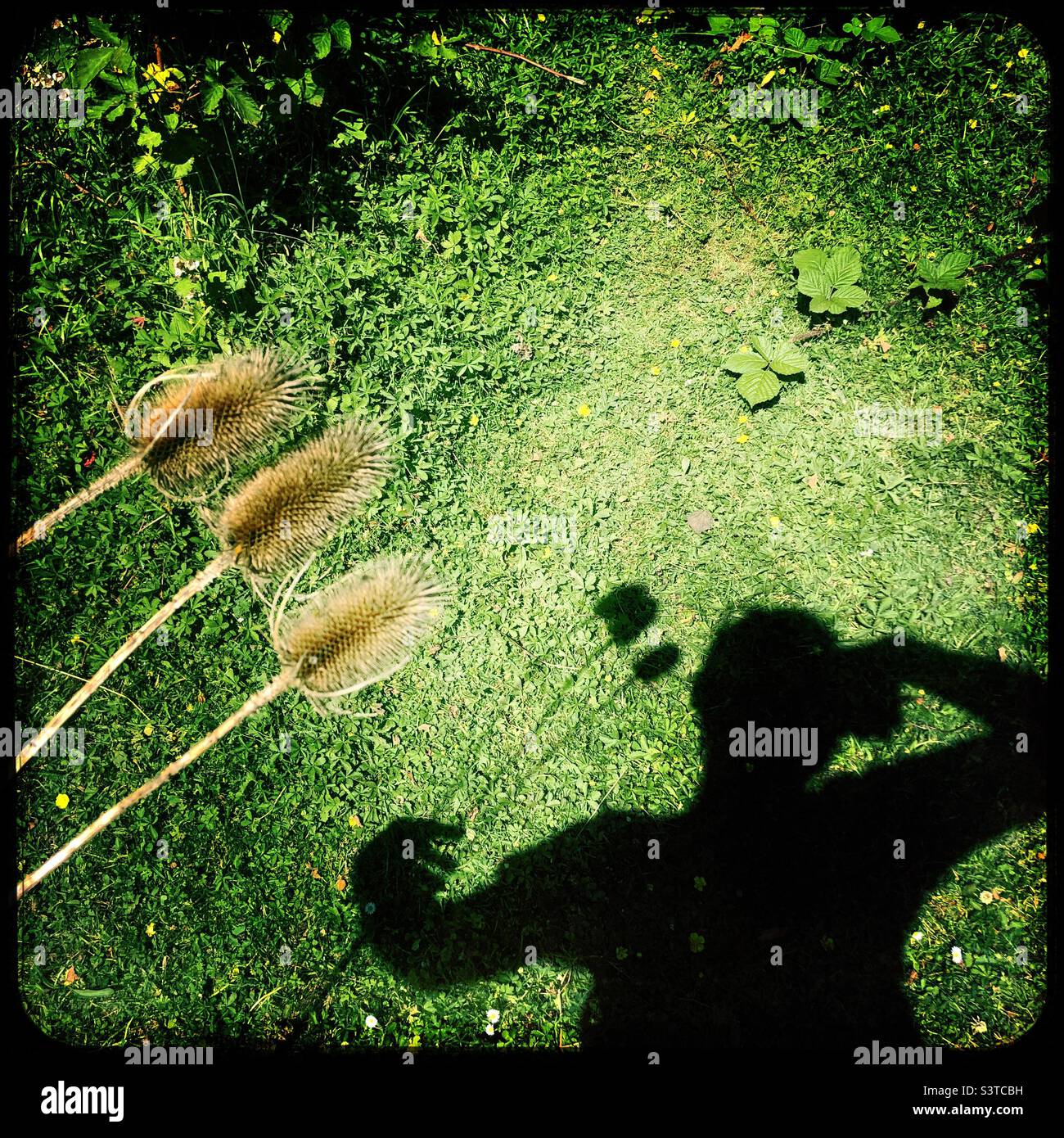 Shadow of a man holding dried plants in hand - Smartphone Captured Stock Image