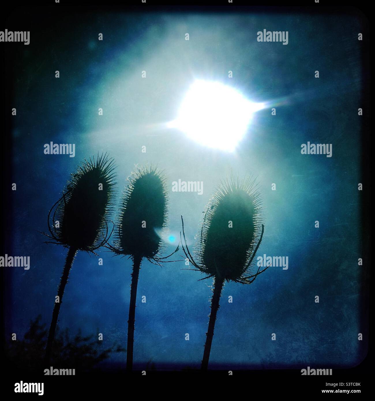 Silhouette of dried St. John’s worth plant against blue sky and the sun - Smartphone Captured Stock Image