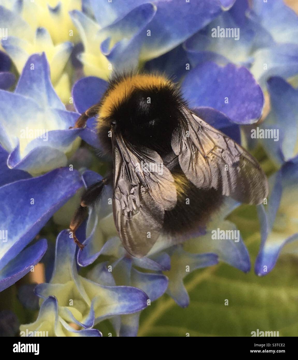 Bee, yellow, blue, black, green, flower, garden, hydrangeas, cream, beauty - Smartphone Captured Stock Image