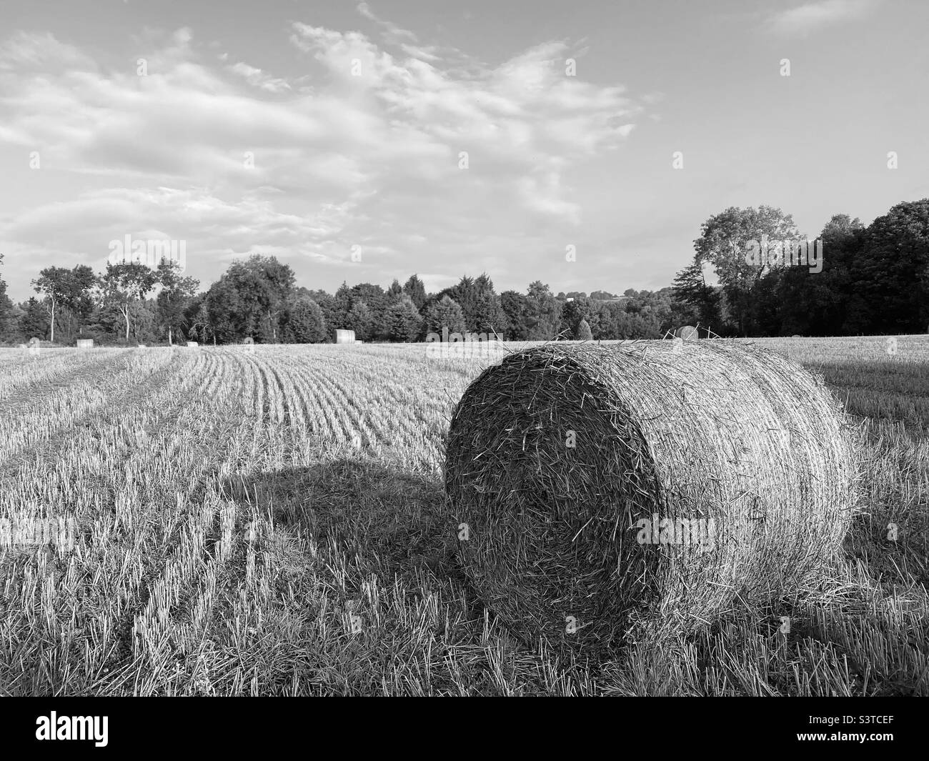 Hay bale in a field Stock Photo Alamy