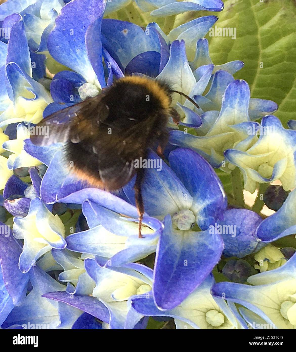 Bee, yellow, golden, flower, beauty,garden,blue,blossoms,hydrangeas , green, cream, beauty, soft Stock Photo