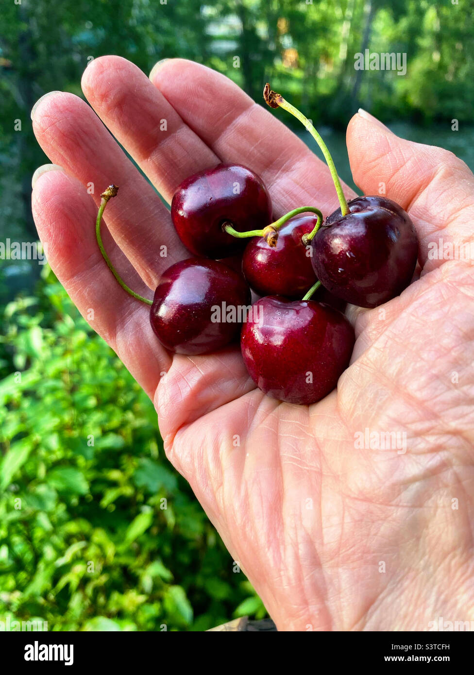 Sweet cherries in a man’s hand Stock Photo