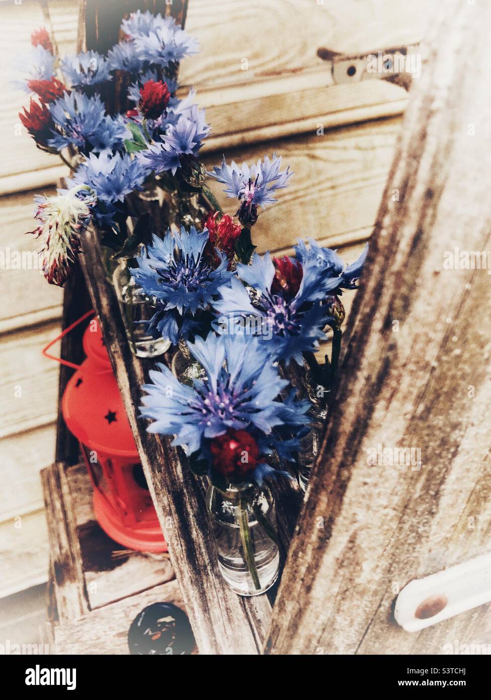 Bachelor button blooms and crimson clover blossoms arranged in glass vials on a ladder step - Smartphone Captured Stock Image