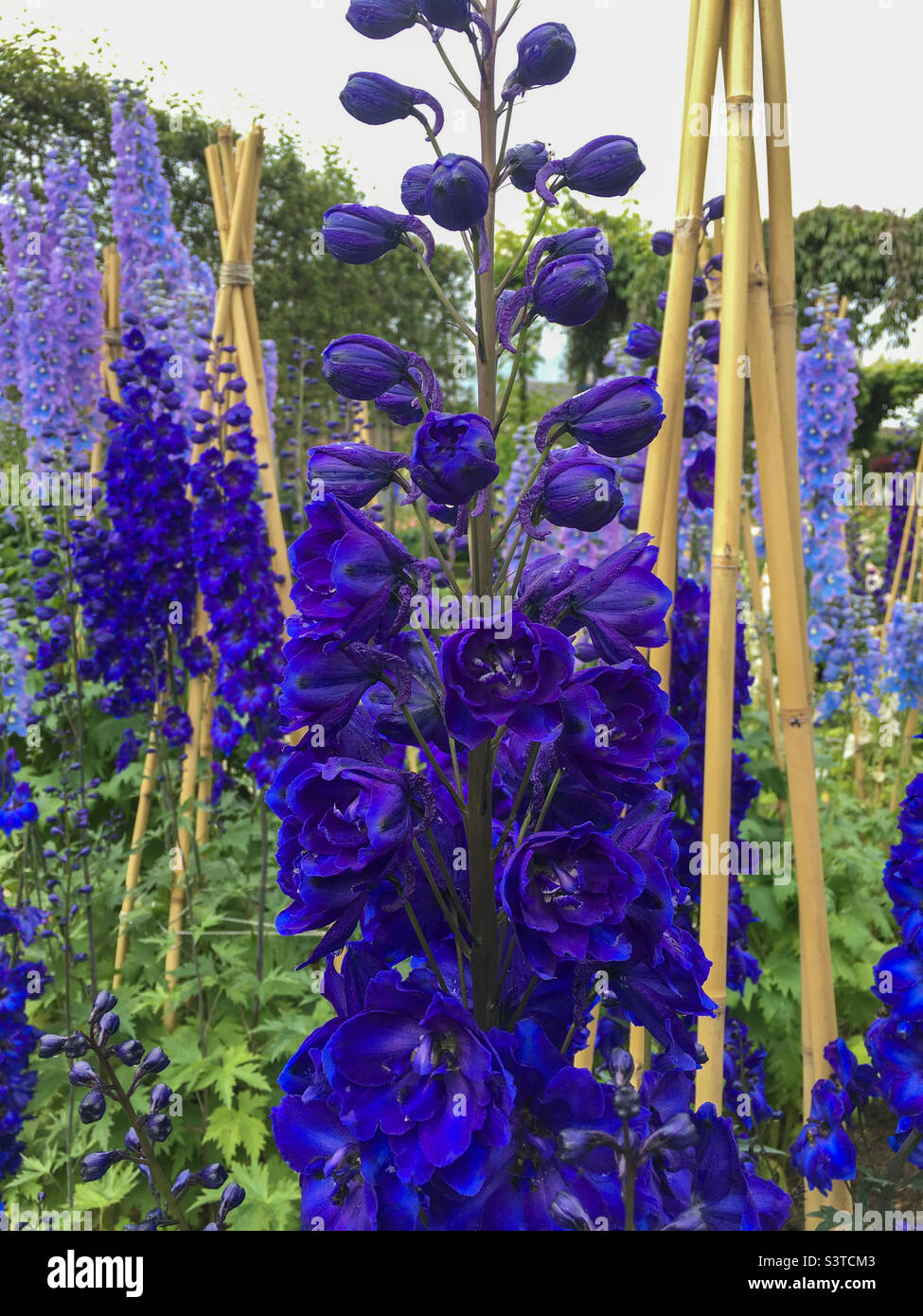 Close up of deep blue and violet delphinium growing on cane support in an English country garden Stock Photo