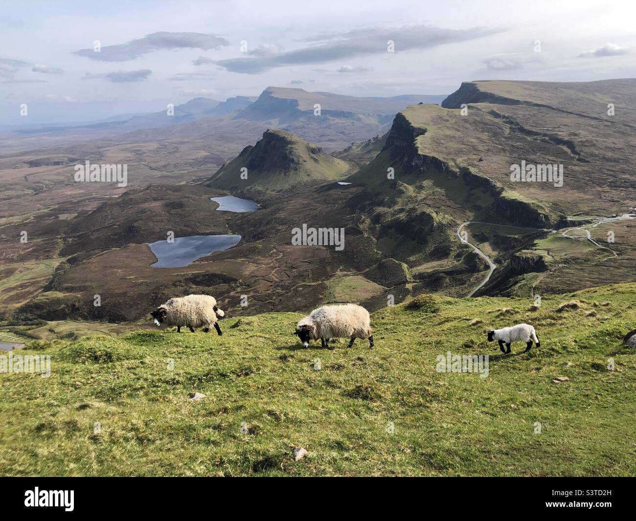 Grazing sheep on the Quiraing, Isle of Skye, Scotland Stock Photo