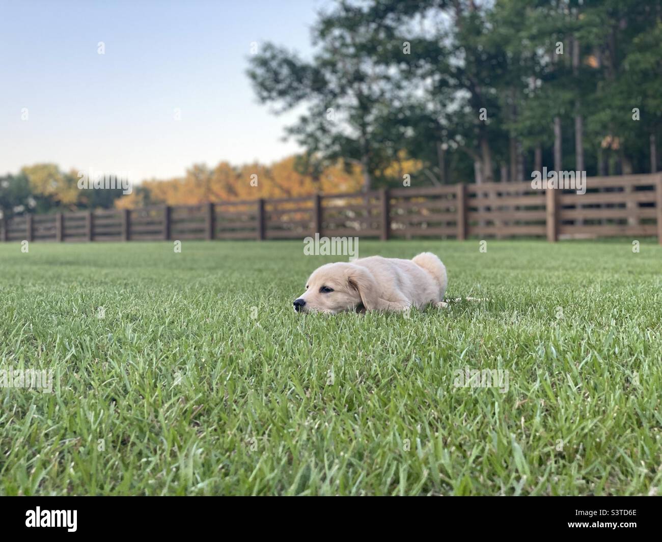 Three month old golden retriever puppy stock photo alamy