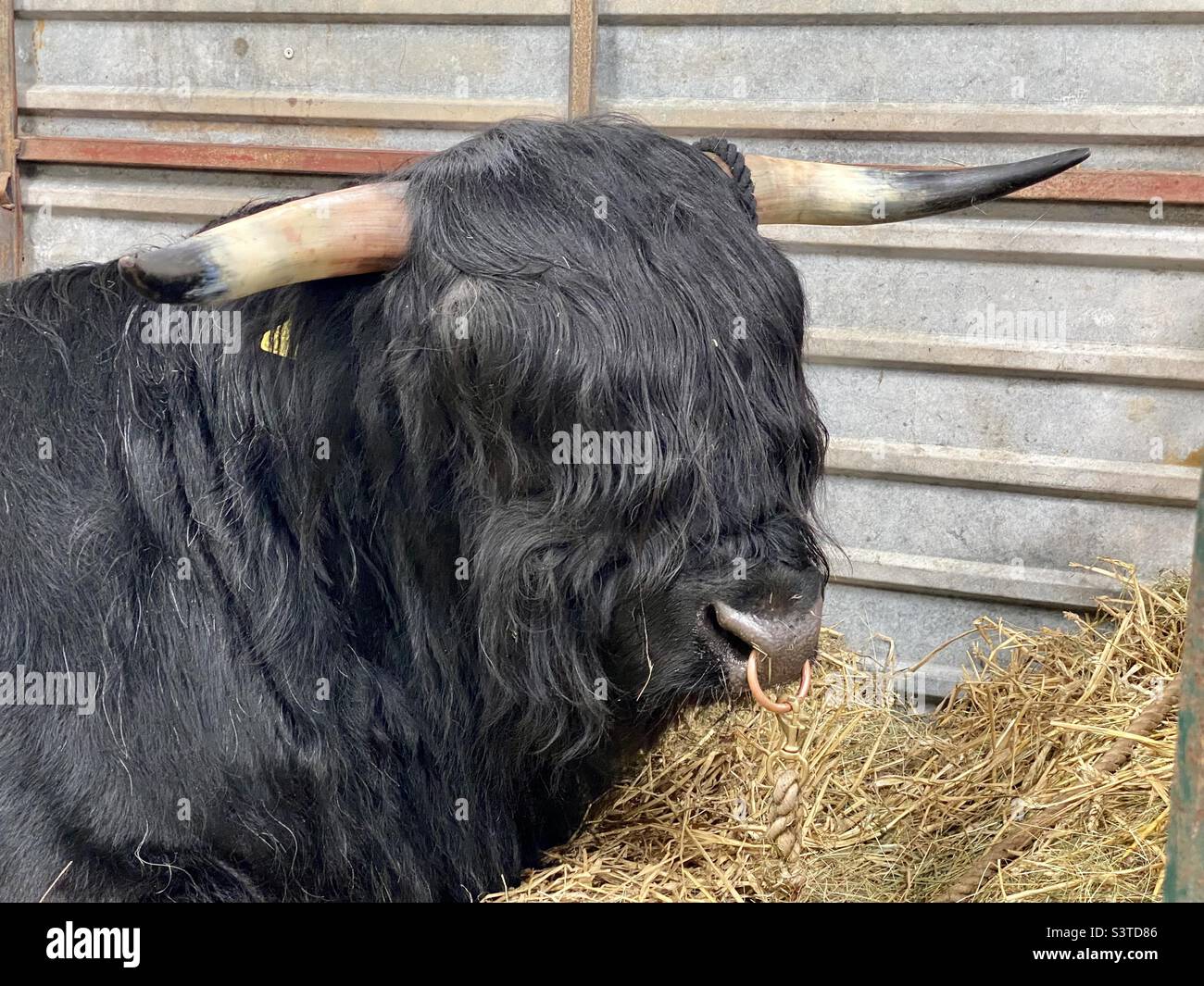 Black highland bull at three counties show 2022 - Smartphone Captured Stock Image