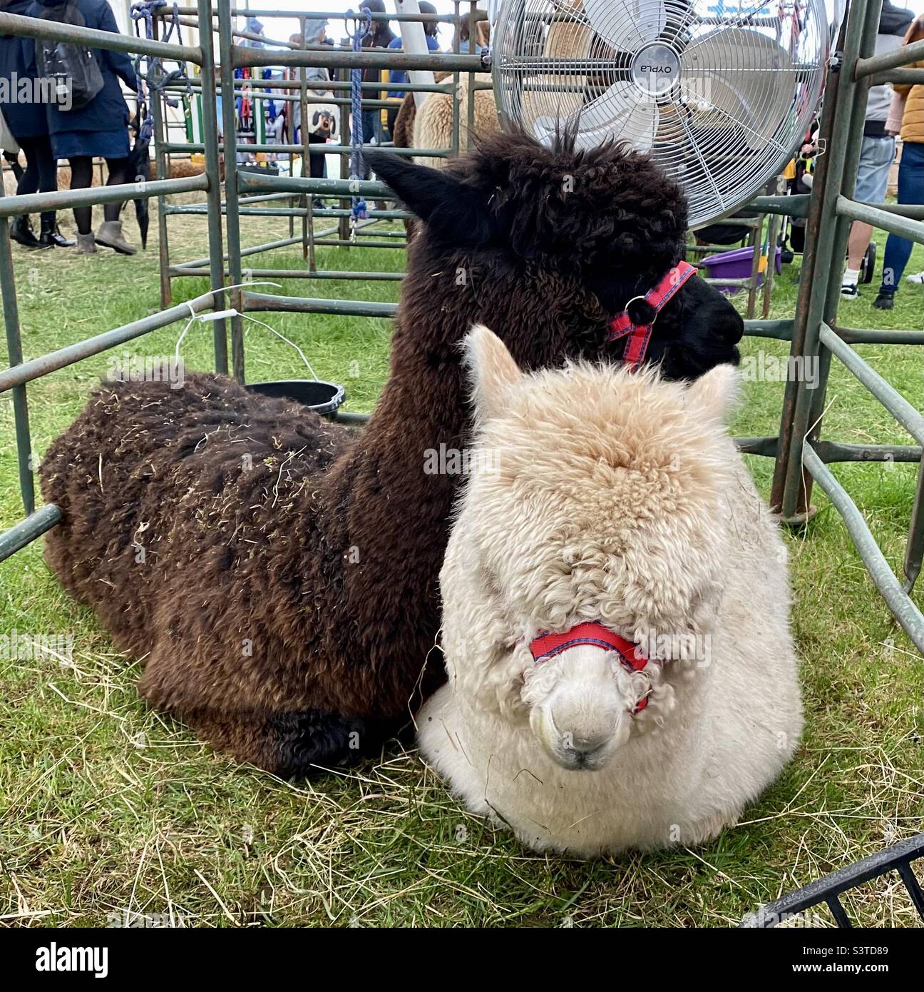 Alpacas at three counties show 2022 - Smartphone Captured Stock Image