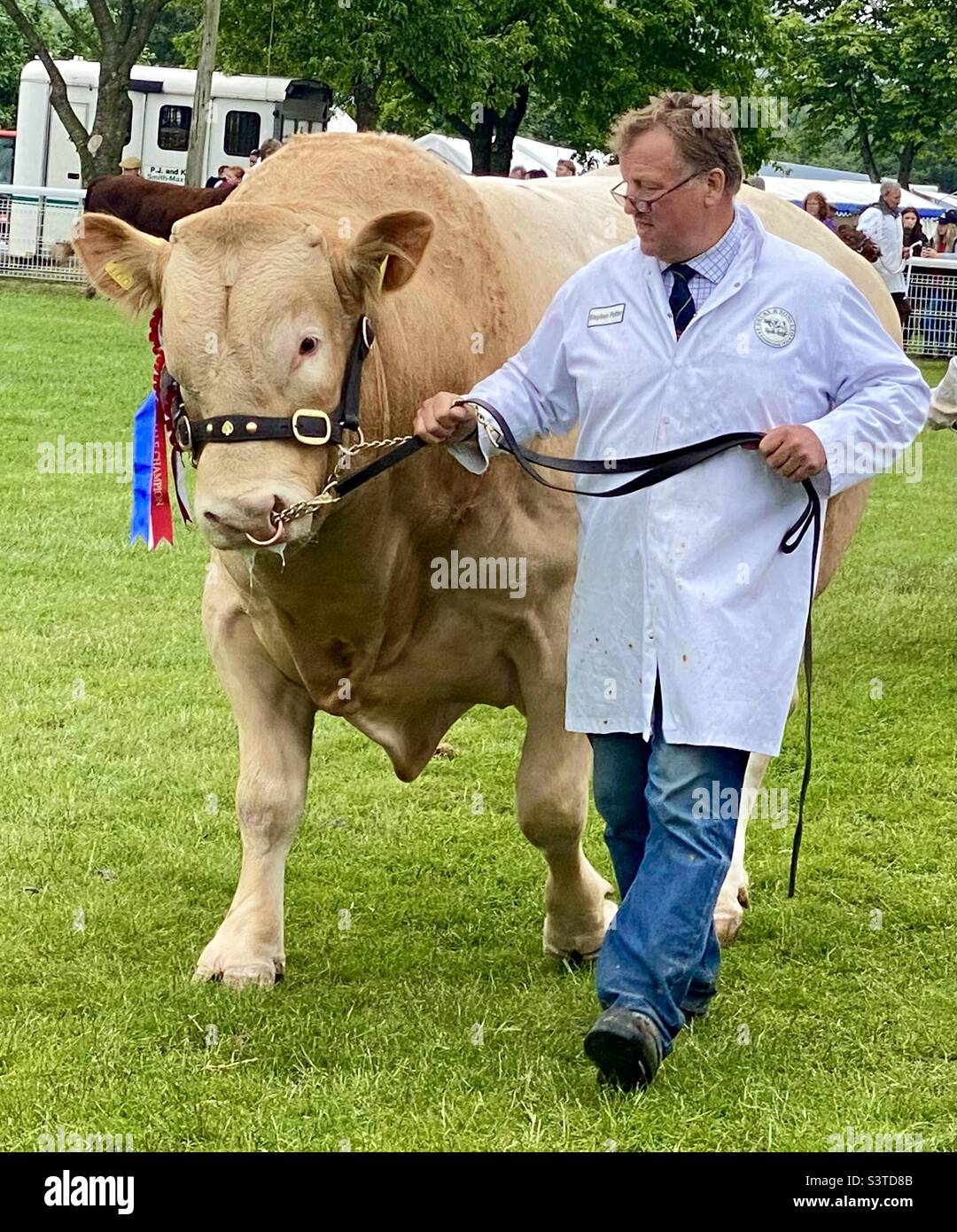 Bull at three counties show 2022 - Smartphone Captured Stock Image