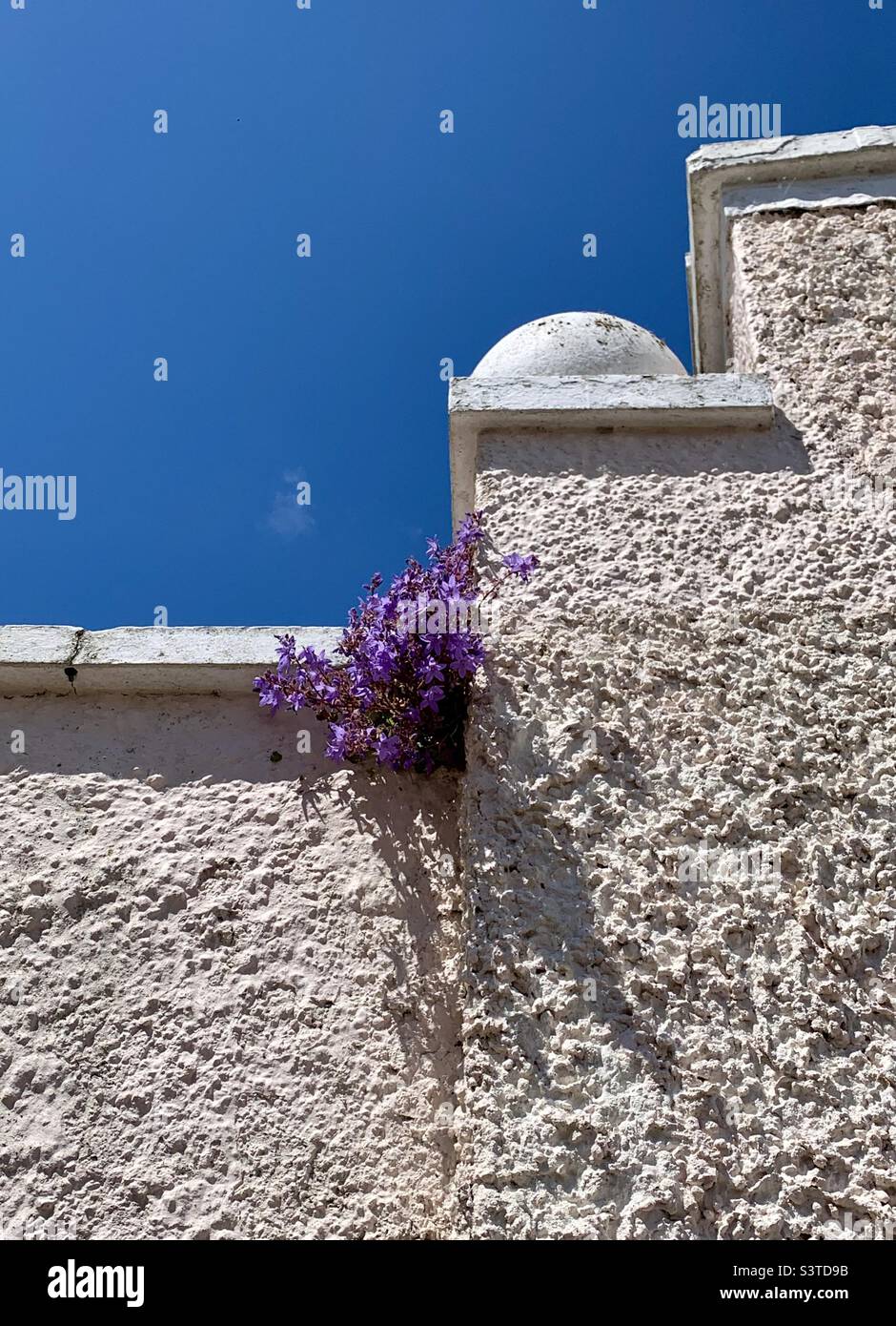 Purple flower sprouting out of white wall against blue sky Stock Photo
