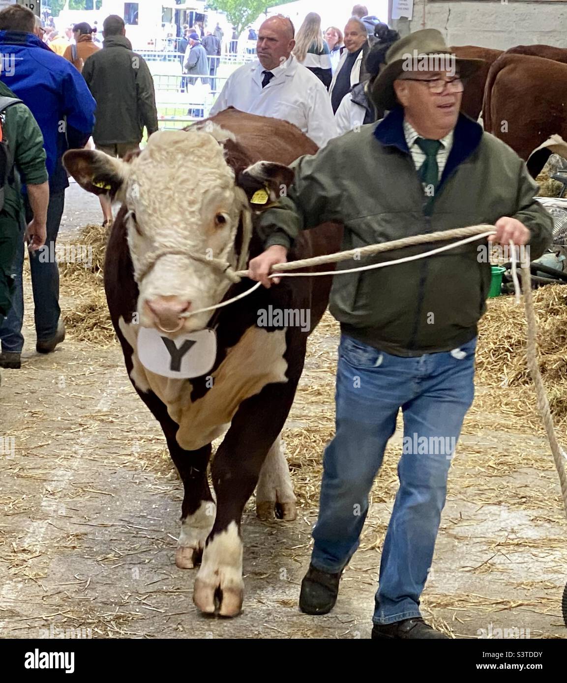 Hereford bull at three counties show 2022 - Smartphone Captured Stock Image