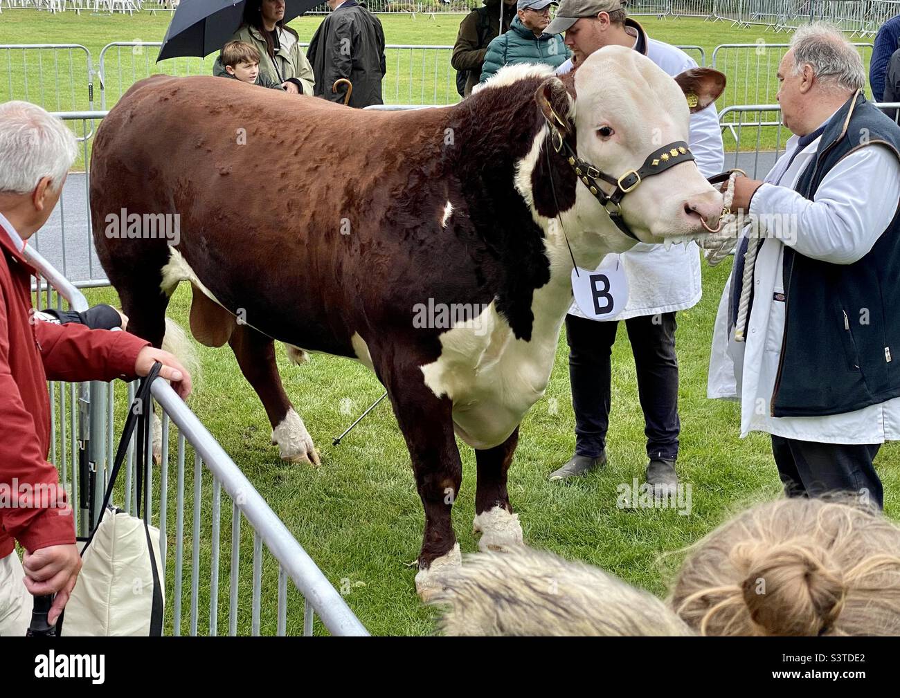 Hereford bull at three counties show 2022 Stock Photo - Alamy