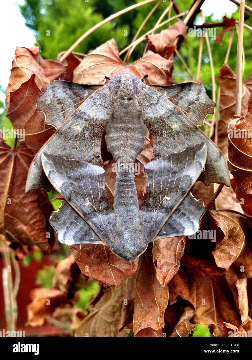 Poplar hawk moth (Laothoe populi) mating pair - Smartphone Captured Stock Image